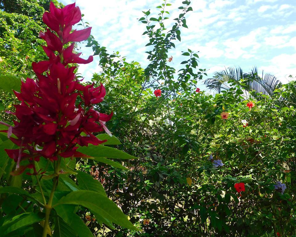 קאוויטה Green Corner מראה חיצוני תמונה